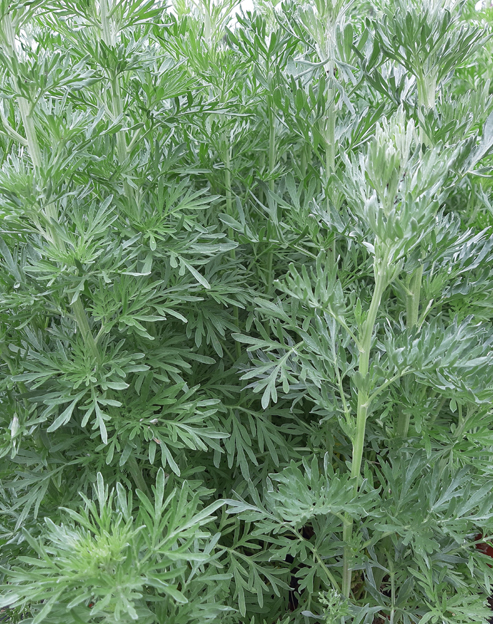 Artemisia absinthium ``