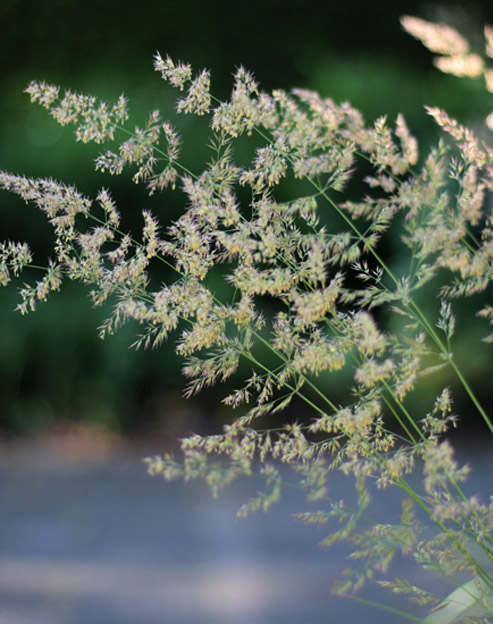 Calamagrostis brachytricha ``
