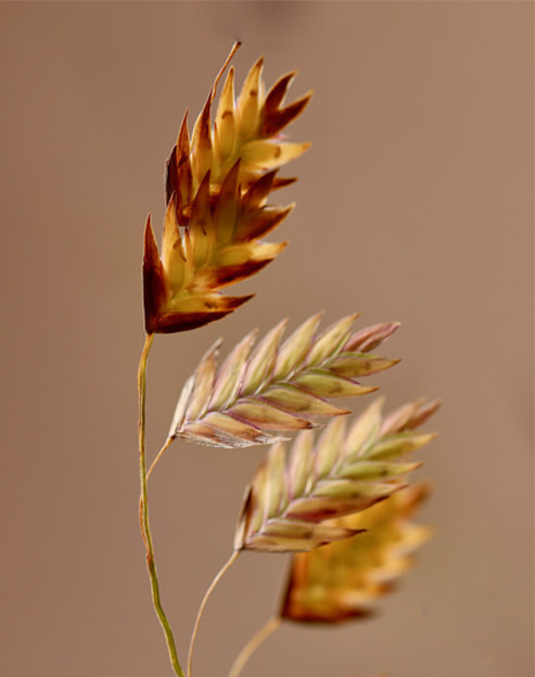 Chasmanthium latifolium ``