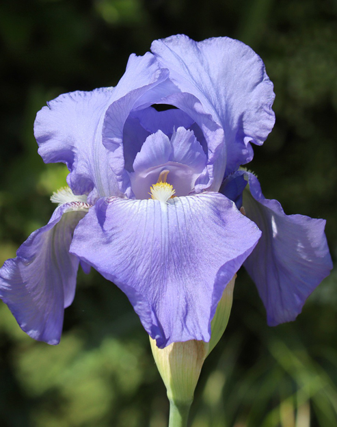 Iris barbata-nana `Pepita`