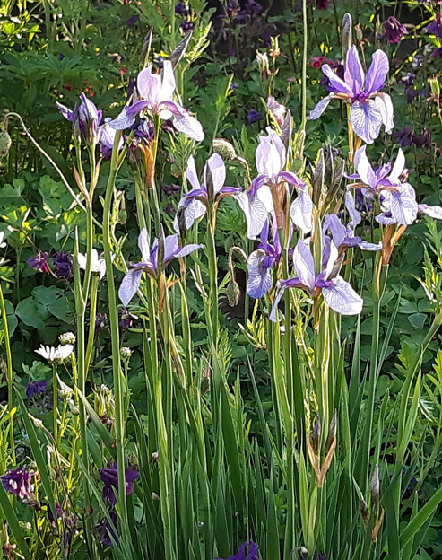Iris sibirica `blau`